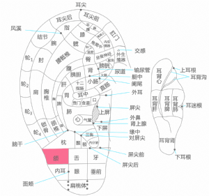 耳穴·頜的位置