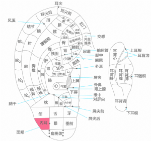 耳穴·内耳的位置