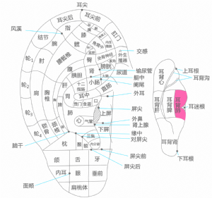 耳穴·耳背肺的位置