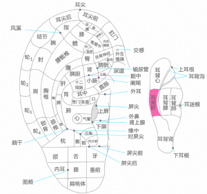 耳穴·耳背肝的位置