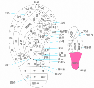 耳穴·耳背腎的位置
