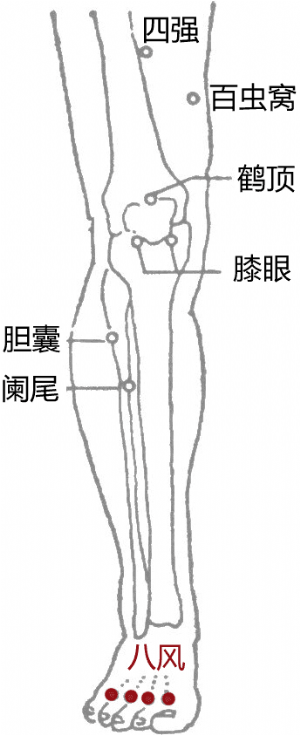 经外奇穴——八风穴的位置