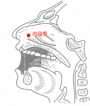 經外奇穴——內迎香的位置
