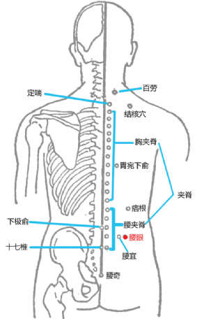 經外奇穴——腰眼穴的位置