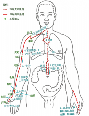 手太阴肺经循行路线及腧穴