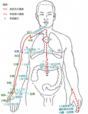 天府穴在手太陰肺經中的位置