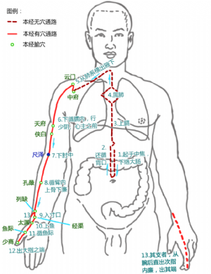 尺泽在手太阴肺经中的位置