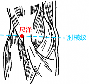 尺泽的位置