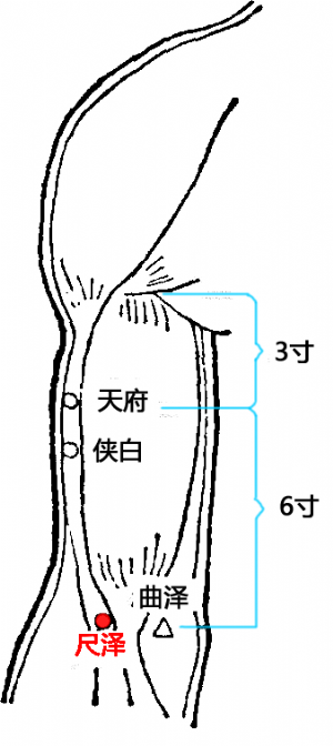 尺泽的位置