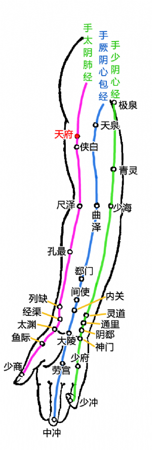上肢內側部經穴——天府的位置