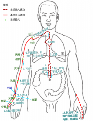 列缺在手太陰肺經中的位置