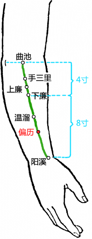 偏历穴的位置