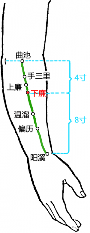 下廉穴的位置