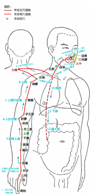 上廉在手阳明大肠经中的位置.png