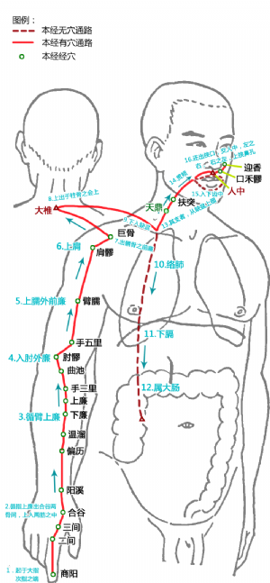 天鼎在手陽明大腸經中的位置