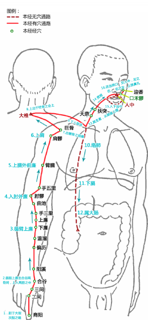口禾髎在手陽明大腸經中的位置