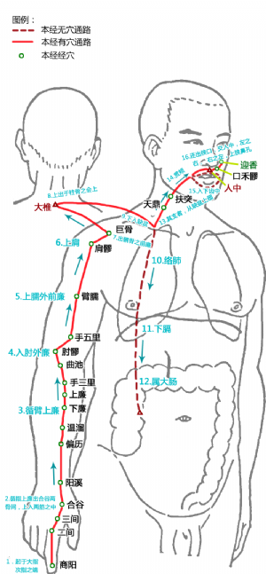 迎香在手陽明大腸經中的位置