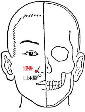 迎香穴的位置