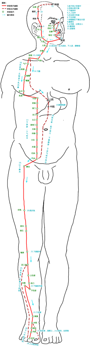 足阳明胃经腧穴及循行路线