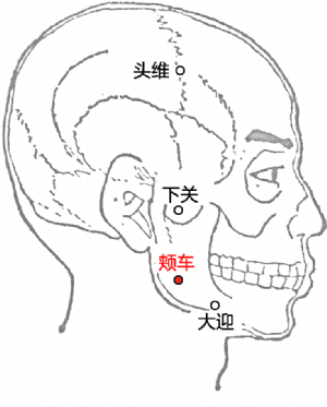 頰車穴的位置