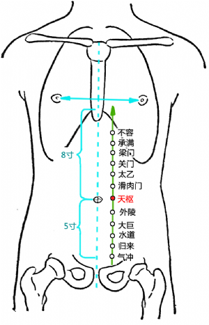 天樞穴的位置