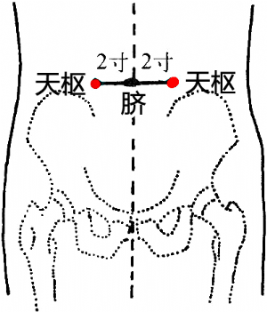 天樞穴的位置——臍旁2寸.png