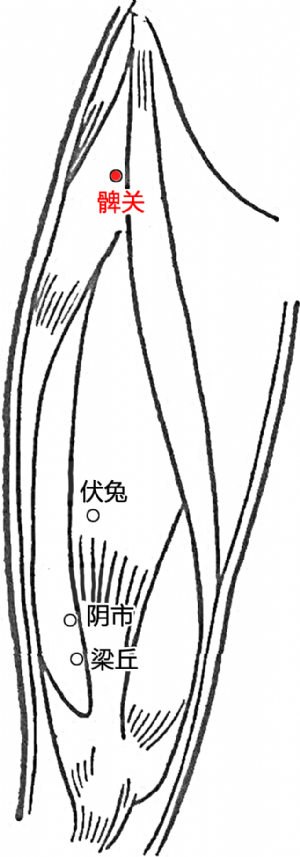 髀關穴的位置.png