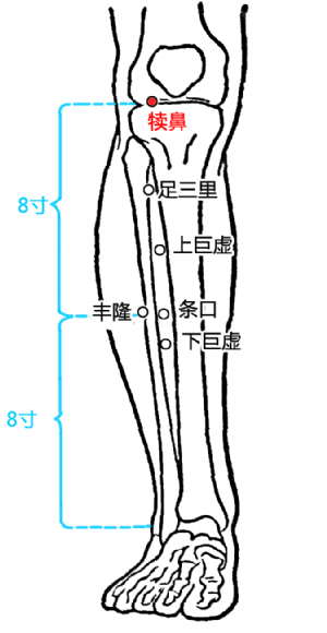 犢鼻穴的位置.png