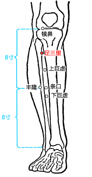 足三裏穴的位置