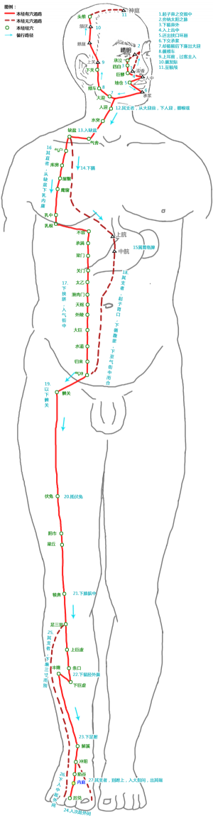 內庭穴在足陽明胃經中的位置.png