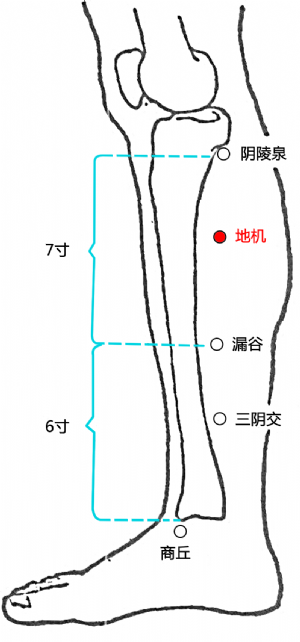 地機穴的位置