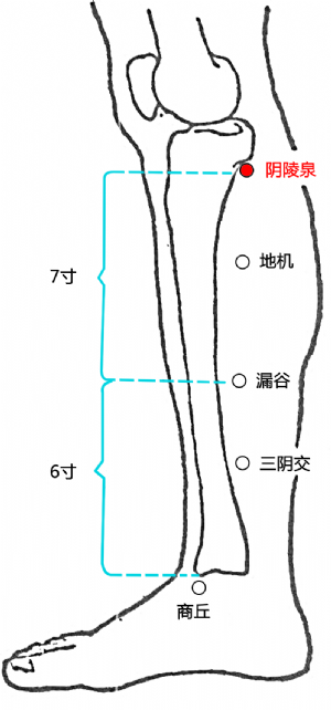 陰陵泉穴的位置.png