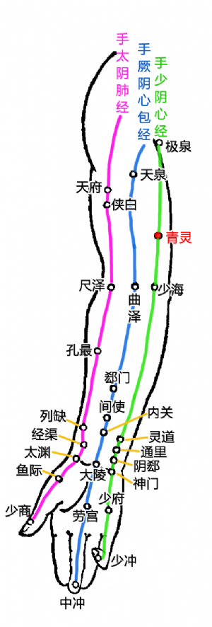 青灵在上肢内侧部经穴中的位置.png