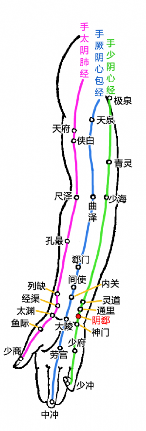 陰郄在上肢內側部經穴中的位置.png