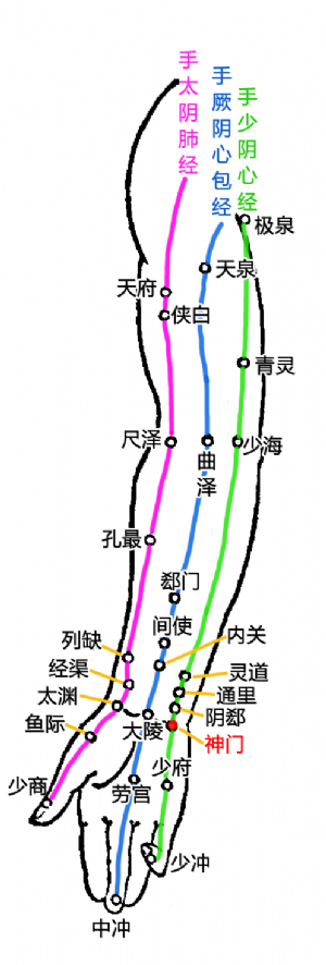 神門在上肢內側部經穴中的位置.png