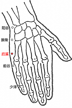 後溪穴的位置.png