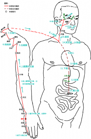 腕骨穴在手太陽小腸經中的位置.png