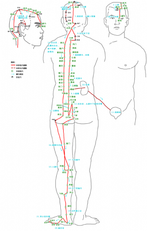 眉衝穴在足太陽膀胱經中的位置.png