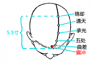 眉衝穴在頭部的位置.png
