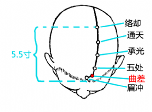 曲差穴在头部的位置.png