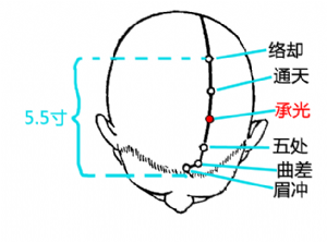 承光穴在头部的位置.png
