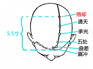 絡卻穴在頭部的位置.png