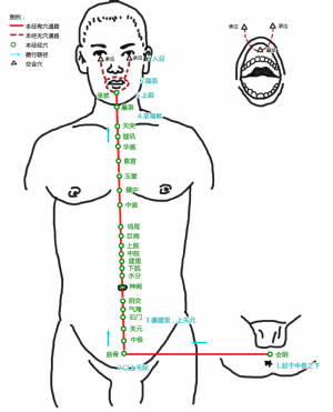任脈腧穴總圖