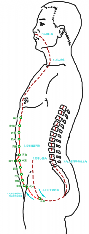 衝脈循行路徑