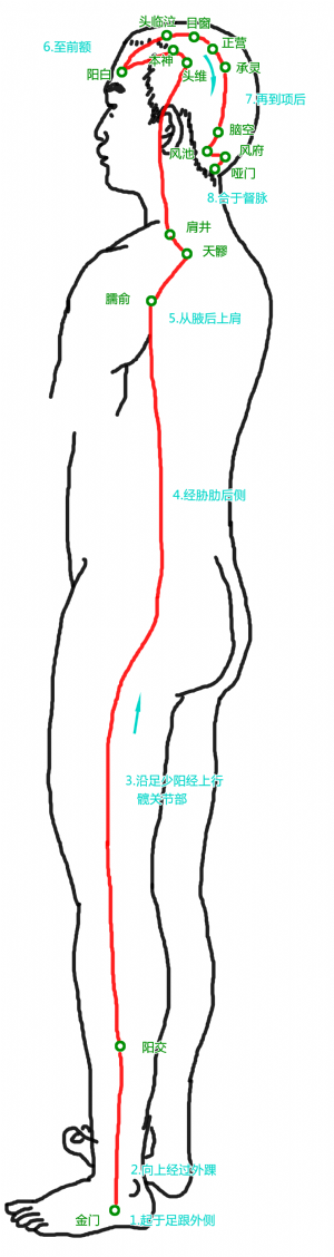 陽維脈循行路徑