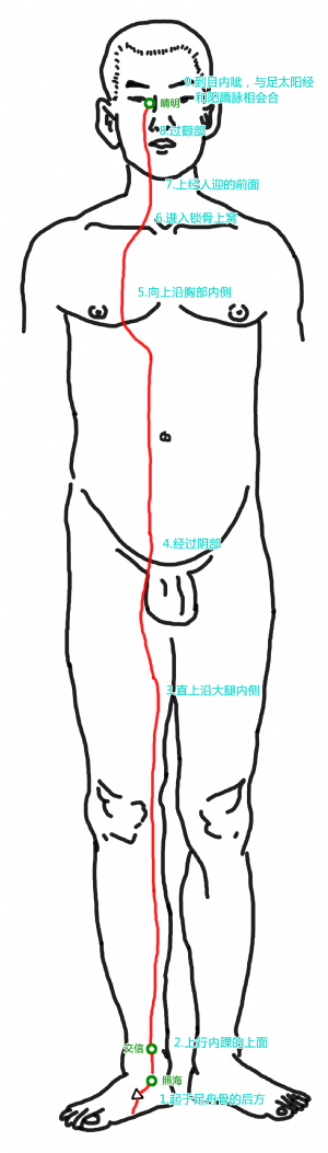 陰蹻脈循行路徑