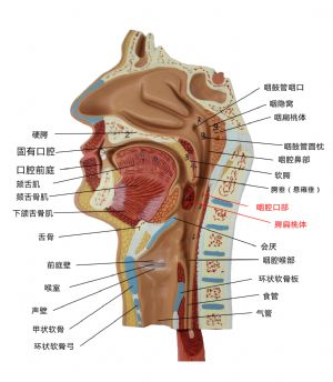 咽腔口部.jpg