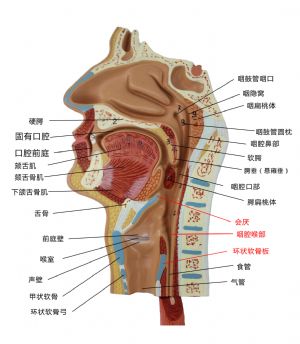 咽腔喉部.jpg