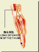 商陽