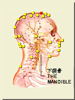 囟會穴的位置
